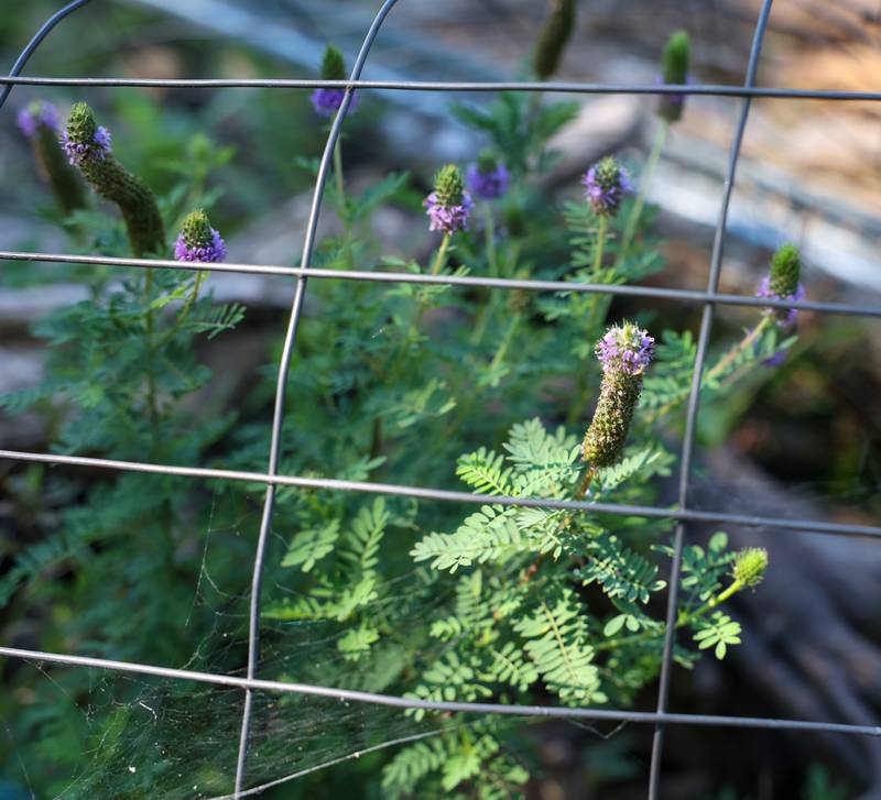 Endangered leafy prairie clover, shown protected by fencing on Aug. 9, 2025, was rediscovered on Langham Island by volunteer Karen Horn during a Friends of Langham Island stewardship day on July 17, 2025. The hadn't been seen on the island since 1873.