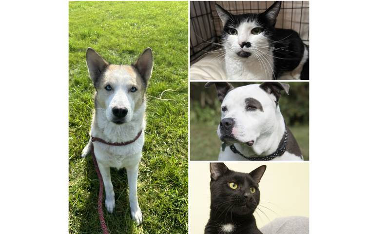 The Herald-News presents this week’s Pets of the Week. Read the description of each pet to find out about it, including where it can be adopted in Will County.