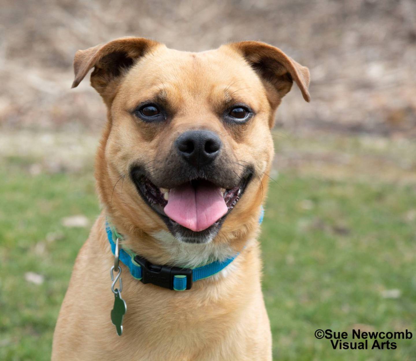 Rudy is 3-year-old, 45-pound terrier/pug mix. He loves to be with his people and play with toys. He’s nervous about meeting new people; a slow introduction is best. Rudy needs a home with one or two people to call his own. Contact the Will County Humane Society at willcountyhumane.com and follow the instructions for the adoption process.
