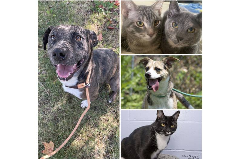 The Herald-News presents this week’s Pets of the Week. Read the description of each pet to find out about it, including where it can be adopted in Will County.