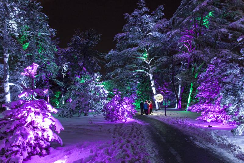 Morton Arboretum's Illumination Tree Lights is an experience like no other.