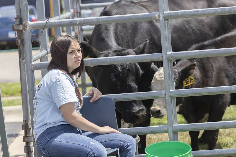 Ahrianna Martinez, a sophomore at Sterling High School, sits with cattle Thursday, May 11, 2023 at the school's Farmapalooza.