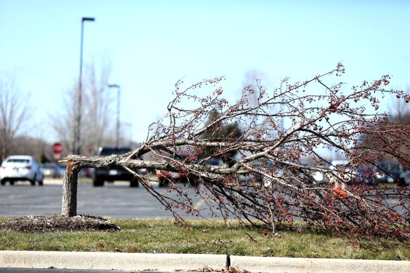 Trees, signs and fences were damaged on the Waubonsee Community College campus in Sugar Grove on Wednesday, Feb. 28, 2024 following a reported tornado the night before.