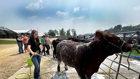 Ogle County 4-H Fair Beef Show winners named