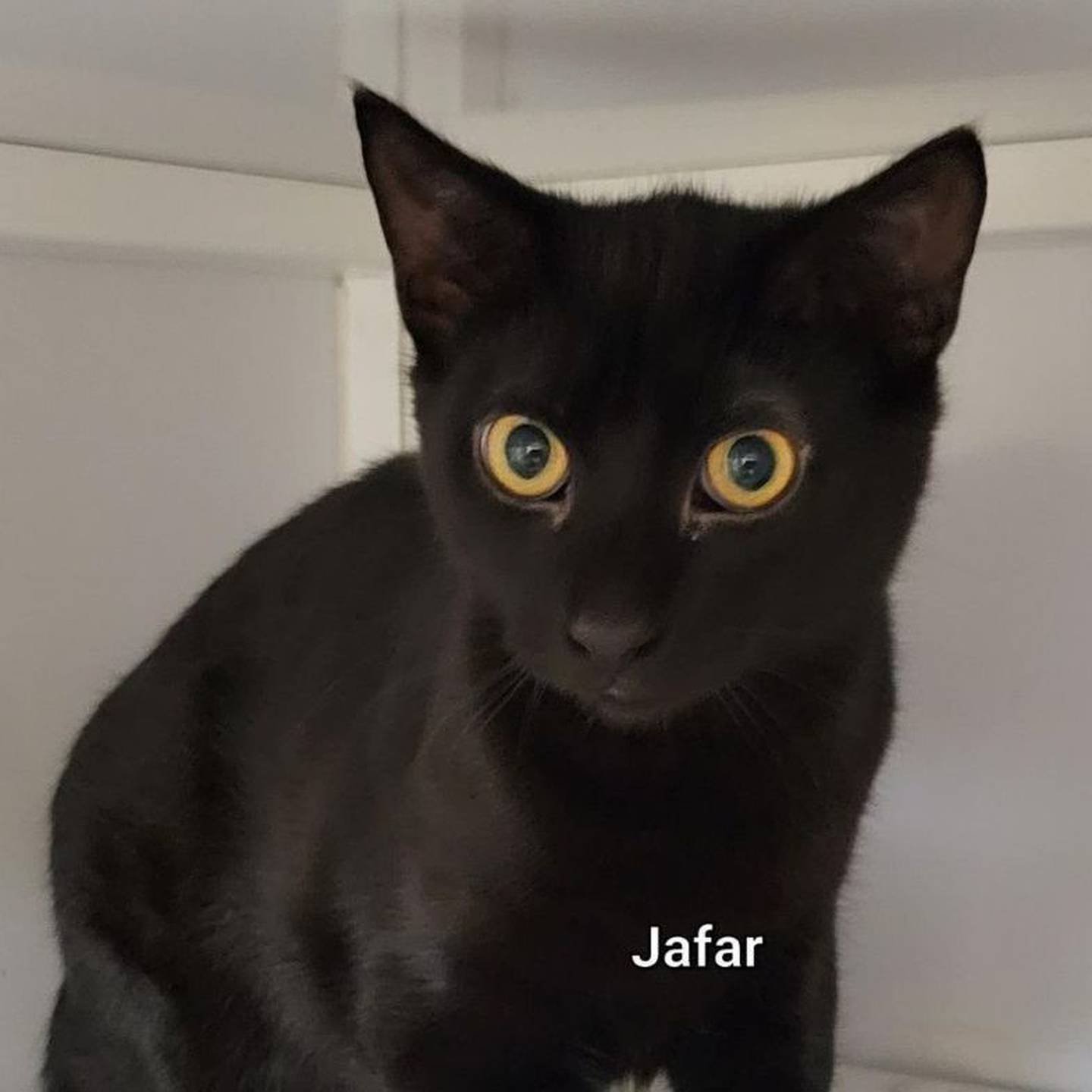 Jafar is a 2-year-old domestic shorthair. He is loving, independent, and curious. He is very sweet and immediately greets people. For more information on Jafar, including adoption fees please visit justanimals.org or call 815-448-2510.