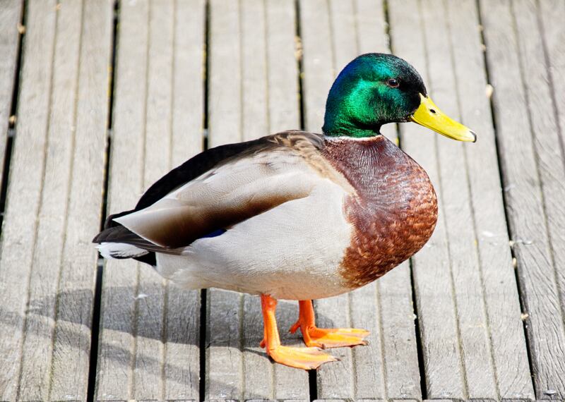Most commonly seen birds in Illinois