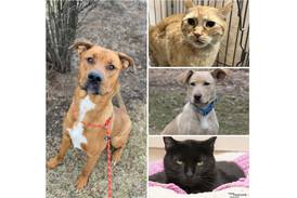 Pets of the Week: April 3, 2023