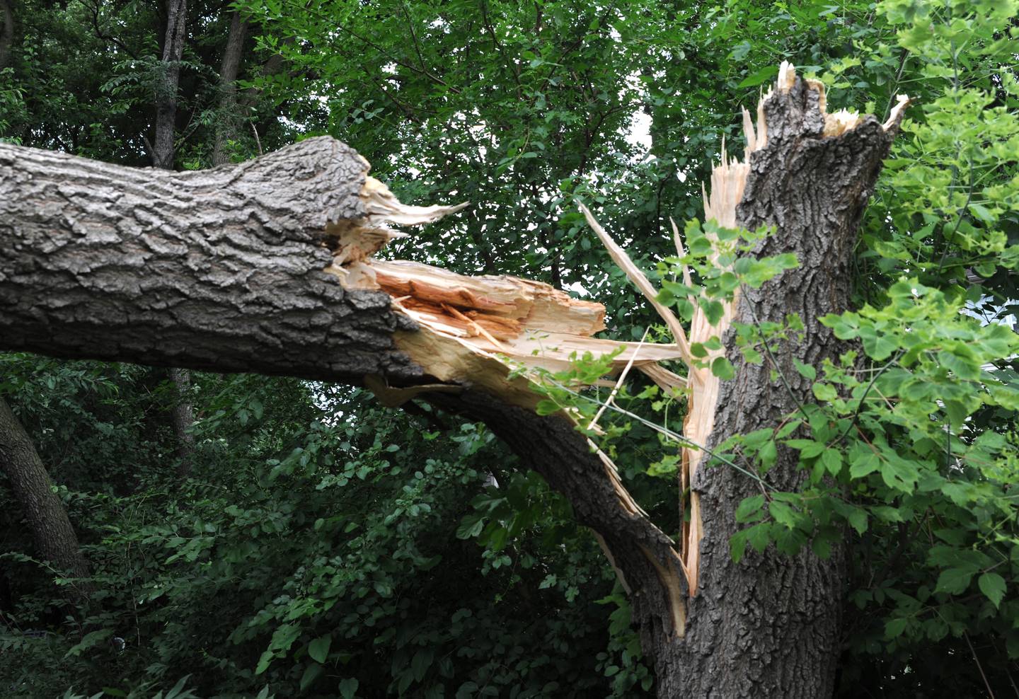 A snapped tree Tuesday, July 5, 2022, in the backyard of Danny Kim’s home in the 500 block of Primrose Lane in Crystal Lake. A thunderstorm that hit the Crystal Lake area on July 4, downed a lot of trees near Crystal Lake Avenue and North Terra Cotta Road.