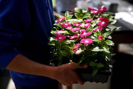 Plant sales Saturday in Harvard, Crystal Lake area raise funds for groups, youths