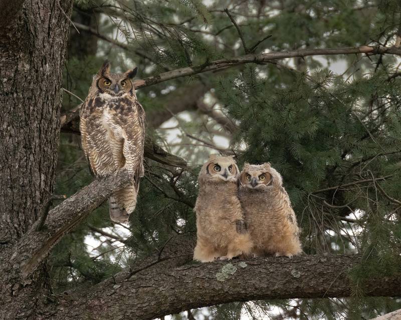 These owlets, seen here with one of the adult raptors, were hatched this spring and have been seen near Justine Neslund's home - and a nearby church which removed rodenticide traps to protect the birds, too.