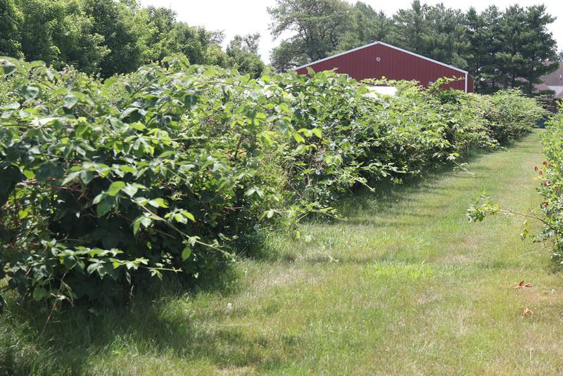 Blueberries and raspberries grow on the 33-acre farm in Sycamore owned by the Ruth Project, Thursday, July 13, 2023. The Ruth Project is a group based in Elgin that provides support for foster parents and children.