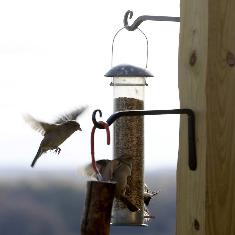 Birds visit bird feeders on Tuesday, Oct. 18, 2022, at the McHenry County Conservation District's Prairieview Education Center in Silver Creek Conservation Area. The center, located at 2112 Behan Road in Crystal Lake, has reopened, to the public on Tuesdays and Thursdays and to school groups, after being closed for since the beginning of the pandemic.