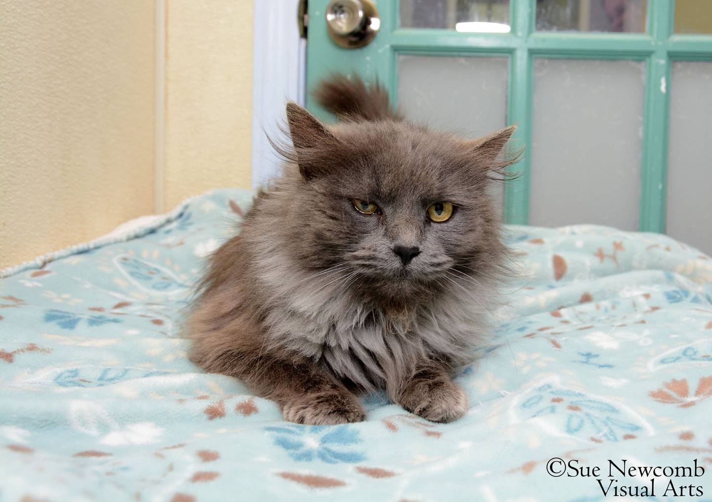 Jasmin is a domestic long-hair who came to the humane society from a Southern Illinois animal control. She is approximately 2 years old and is very social and sweet. Contact the Will County Humane Society at willcountyhumane.com and follow the instructions for the adoption process.