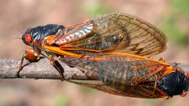 Hoover Forest Preserve in Yorkville will host a cicada-themed event on Saturday