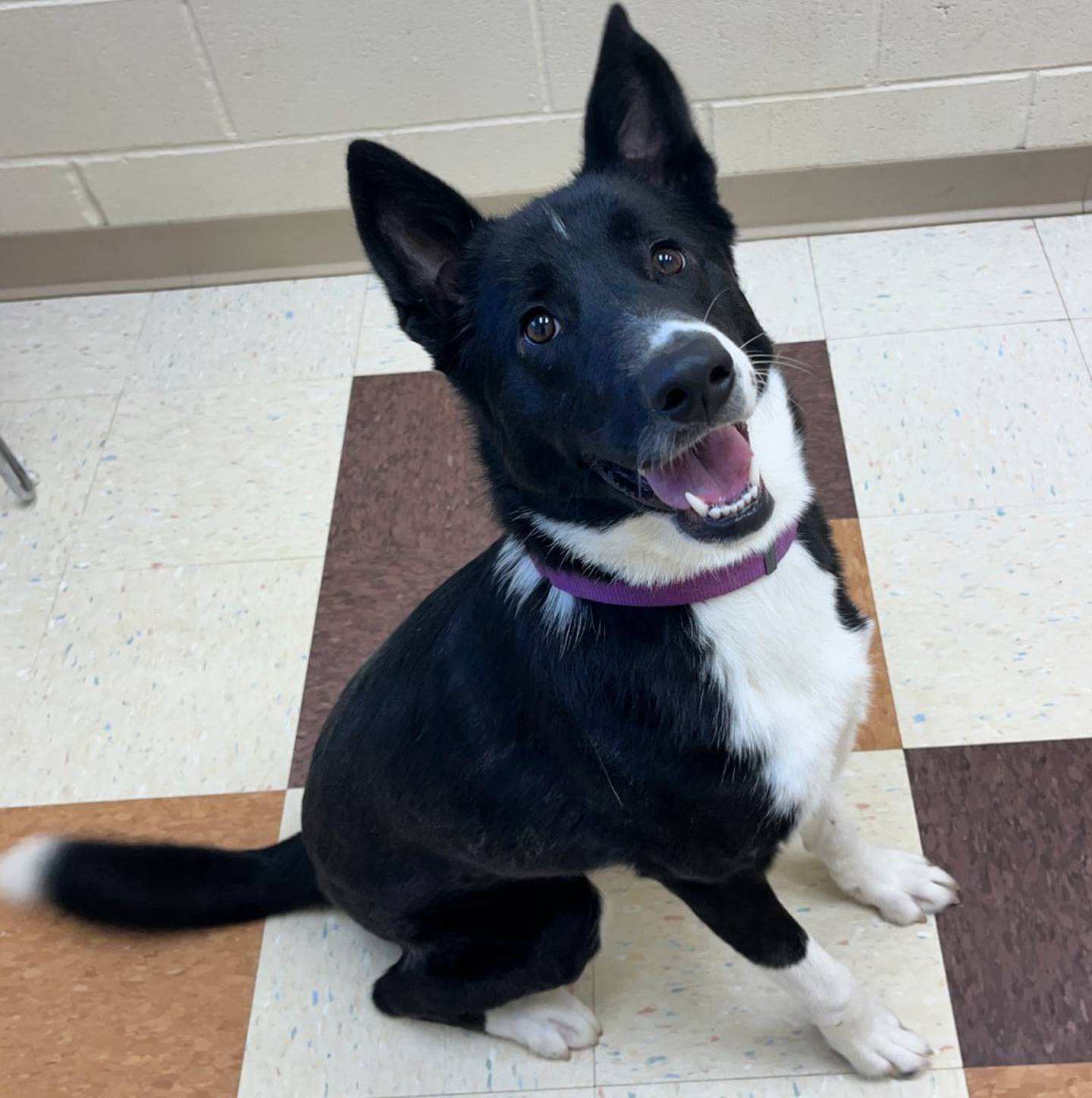 Emmie is a bashful, 9-month-old border collie mix. She loves staff and volunteers but is sometimes bashful towards new visitors. Emmie does well with dogs of all sizes. She needs a confident furry member in her adopted family to help transition her to living in a loving home. To meet Emmie, call Joliet Township Animal Control at 815-725-0333.
