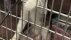 Will County Animal Protection Services cared for 884 animals in 2025