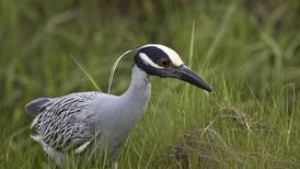 Good Natured in St. Charles: Rare night heron startles with appearance