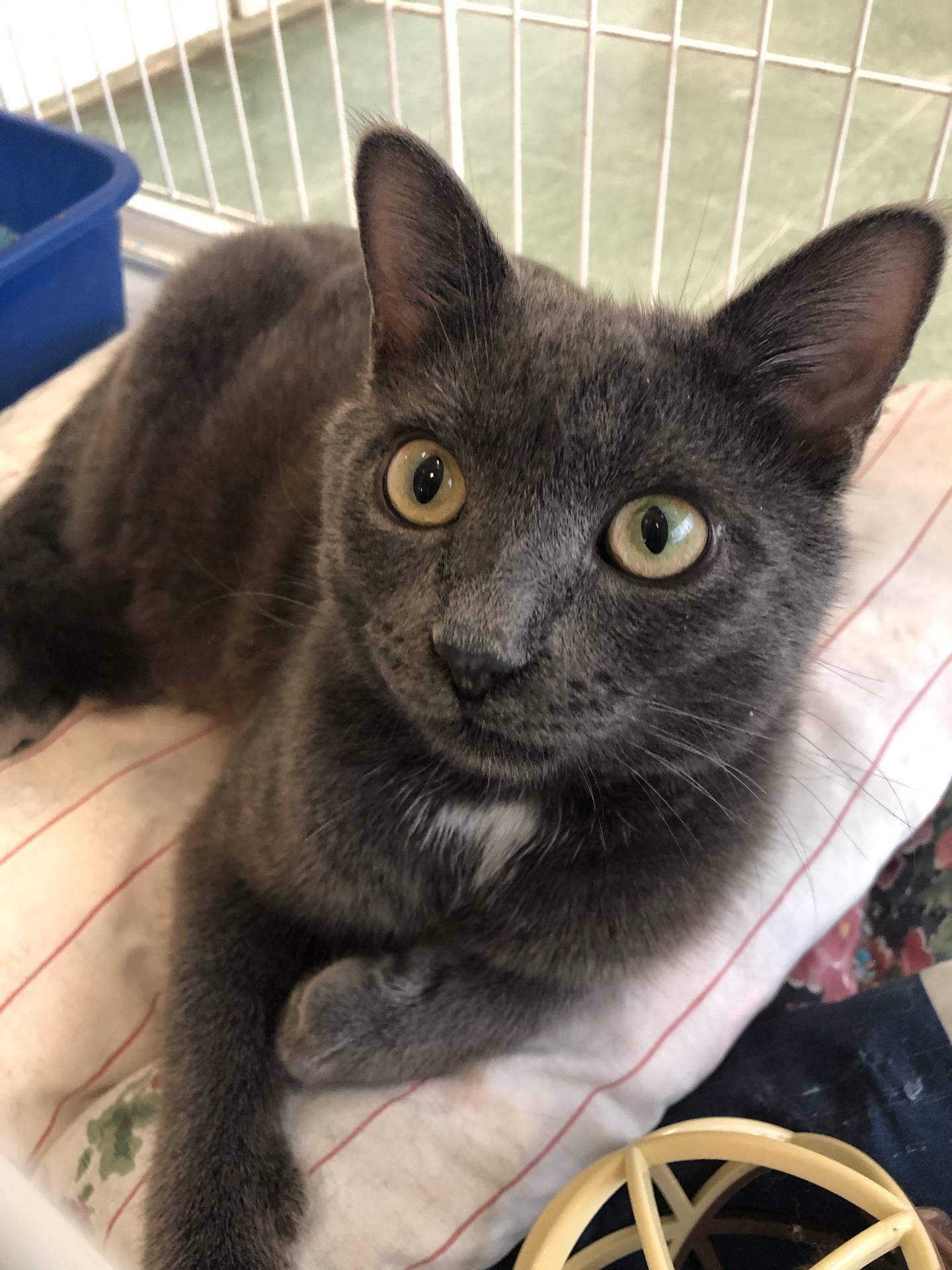 Twister is a 1-year-old domestic shorthair that is looking for his forever home.  He is curious, outgoing and friendly. He likes attention and pets and is good with other cats. His gentle demeanor would make him a good fit for any home. To meet Twister, email catadoptions@nawsus.org. Visit nawsus.org.