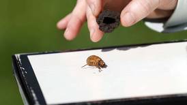 How the cicada phenomenon is affecting the northern Illinois ecosystem