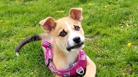Young bundle of energy seeks forever family for lifetime of fun