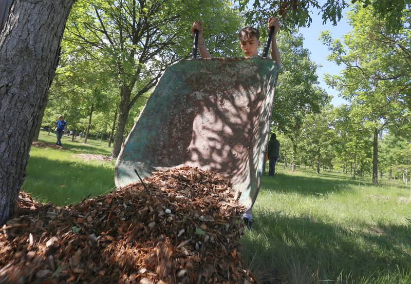 Milton Pope student Damon Witte, dumps a wheel barrow full of mulch underneath a oak tree on Friday, May 23, 2025 near the Illinois Fallen Soldier Memorial at Illini State Park in Marseilles.