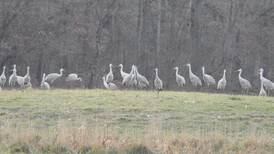 Down the Garden Path: Is it an alien? Nope, just Sandhill Cranes
