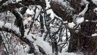 Down the Garden Path: ‘Exploding’ trees are a rare thing