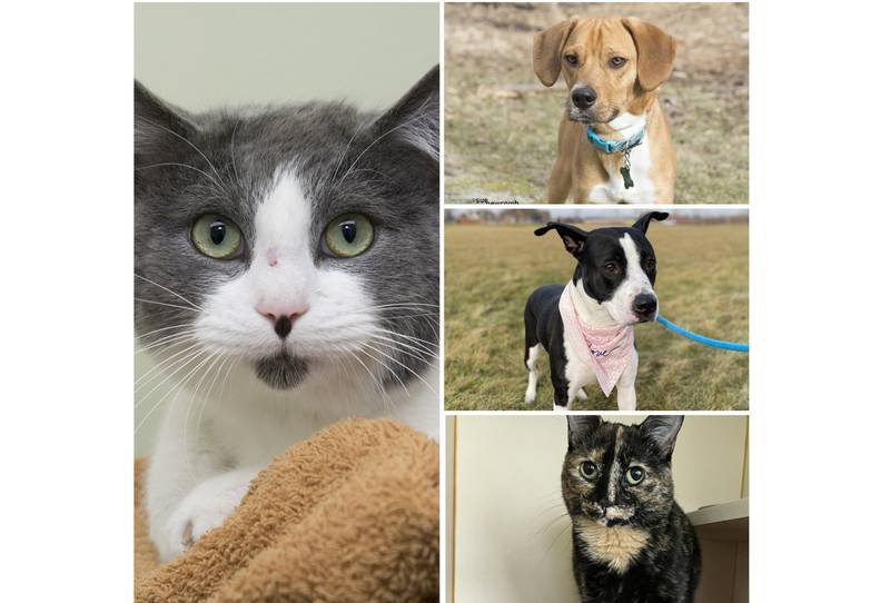 The Herald-News presents this week’s Pets of the Week. Read the description of each pet to find out about that pet, including where he or she can be adopted