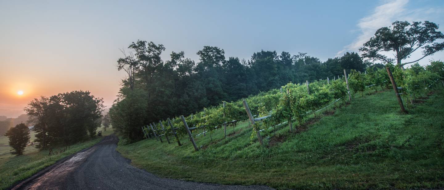August Hill Winery vineyard
