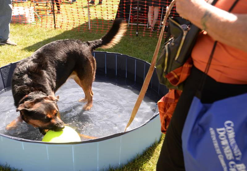 'Macy Grey' of Addison enjoys playing in a pool and a large tennis ball during the Dog Daze event held in Downers Grove Saturday, Sept. 9, 2023.