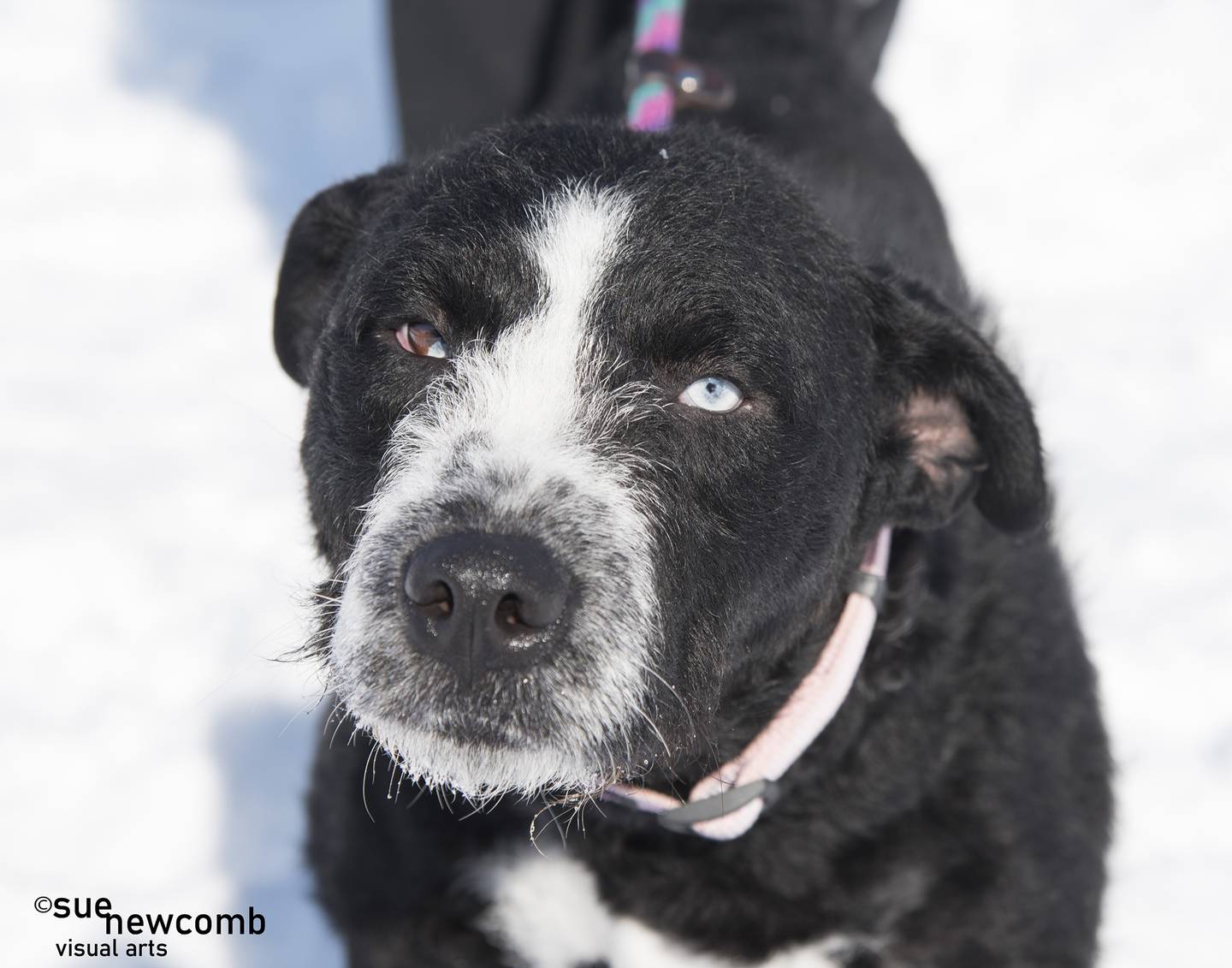 Layla is a wirehaired terrier/husky mix who is sweet and very gentle. She has an excellent temperament and enjoys the company of her kennel mates. Contact the Will County Humane Society at willcountyhumane.com and follow the instructions for the adoption process.