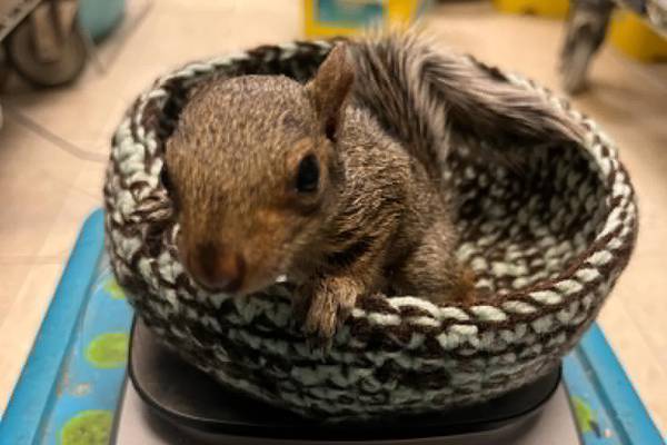 Volunteers crochet nests for orphaned wildlife through Will County forest preserve program