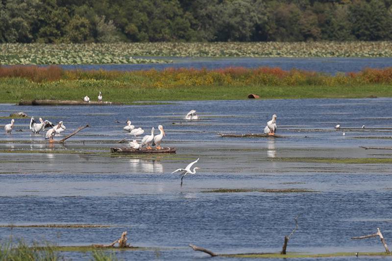 Hundreds of pelicans have already made their way along the Des Plains River near the Four Rivers Environmental Center in Channahon. The pelicans are making their way from their northern Canada to the southern states and Mexico for the Winter. Tuesday, Sept. 20, 2022, in Channahon.