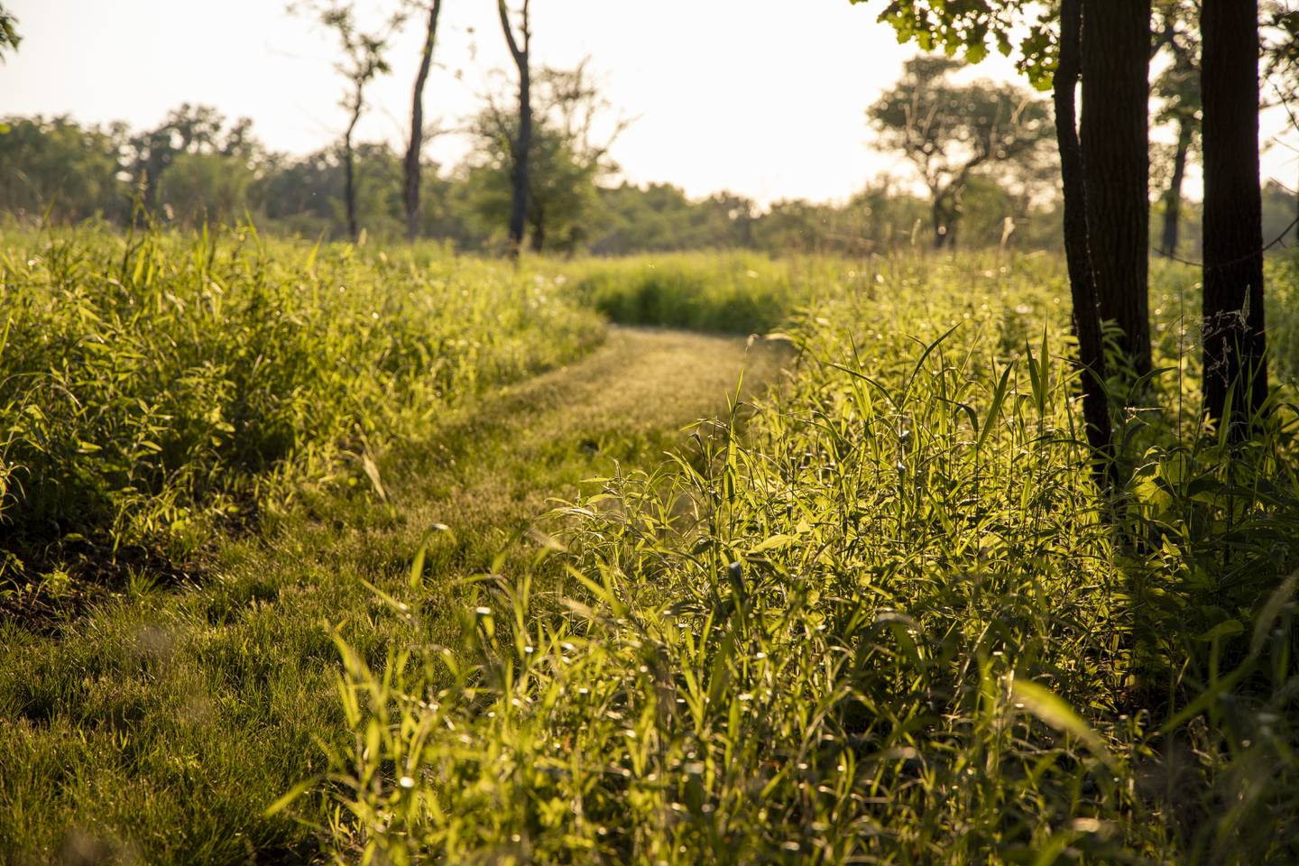 Grant to Joliet Junior College chases evidence of Hine's emerald dragonfly. Natural areas on campus open to community.2025 story