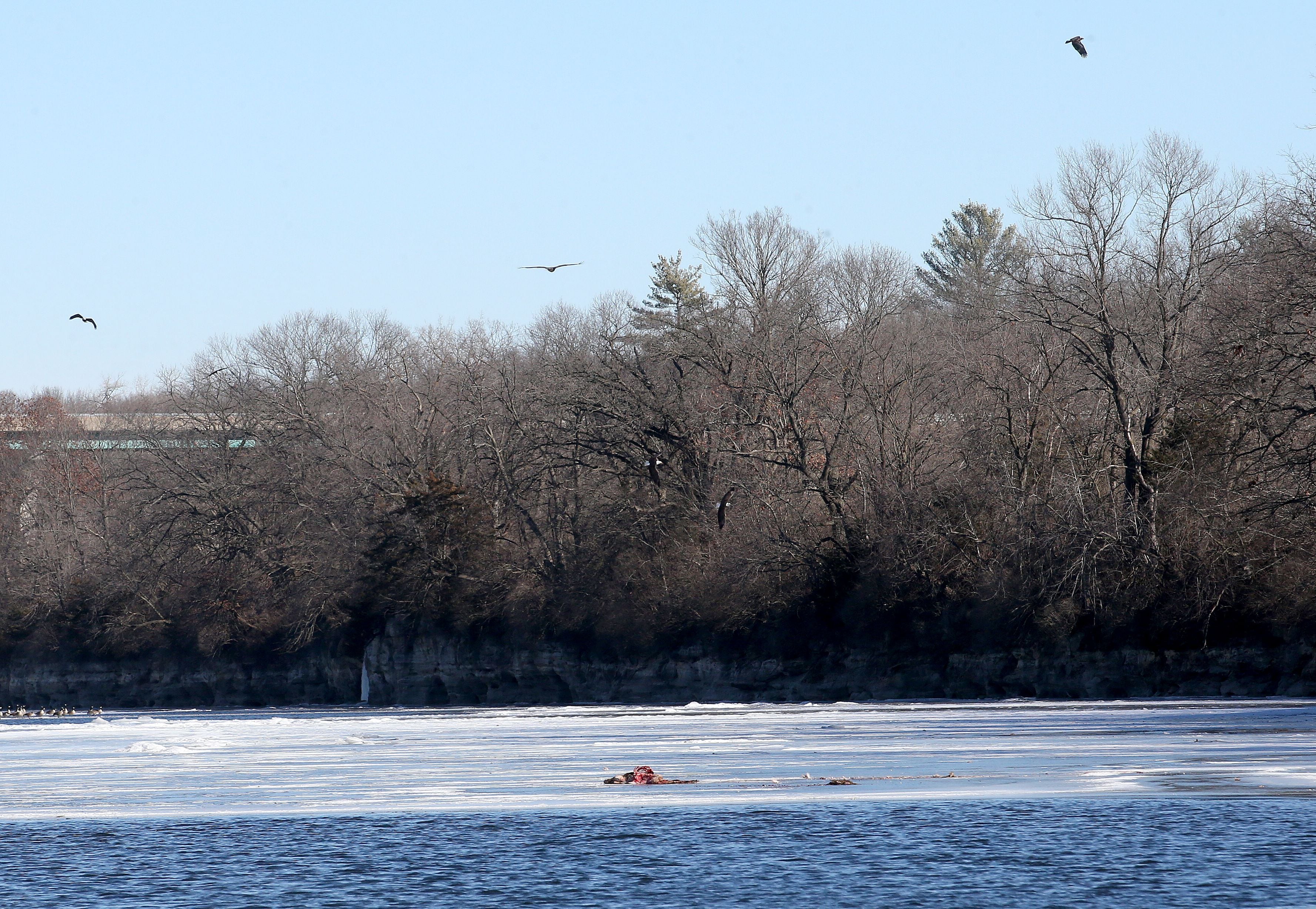 A convocation of bald eagles fly over a dead carcass during Illinois Department of Natural Resources Conservation Police training on icy waters along the Fox River on Monday, Jan. 27, 2025, in Ottawa.