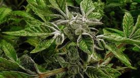 Trump reclassifies state-licensed medical marijuana as a less-dangerous drug in a historic shift