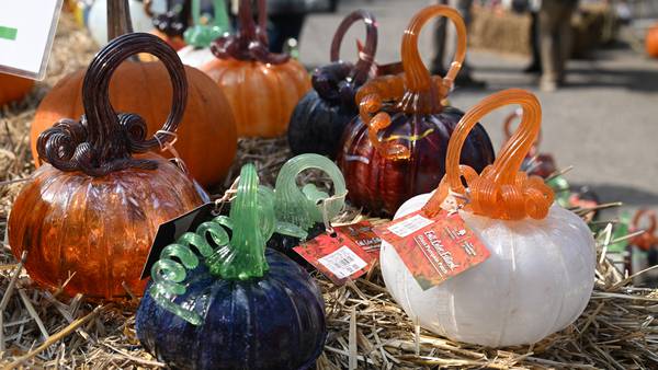 5 Things to Do: Glass Pumpkin Patch at the Morton Arboretum, Witches Walk in Glen Ellyn 