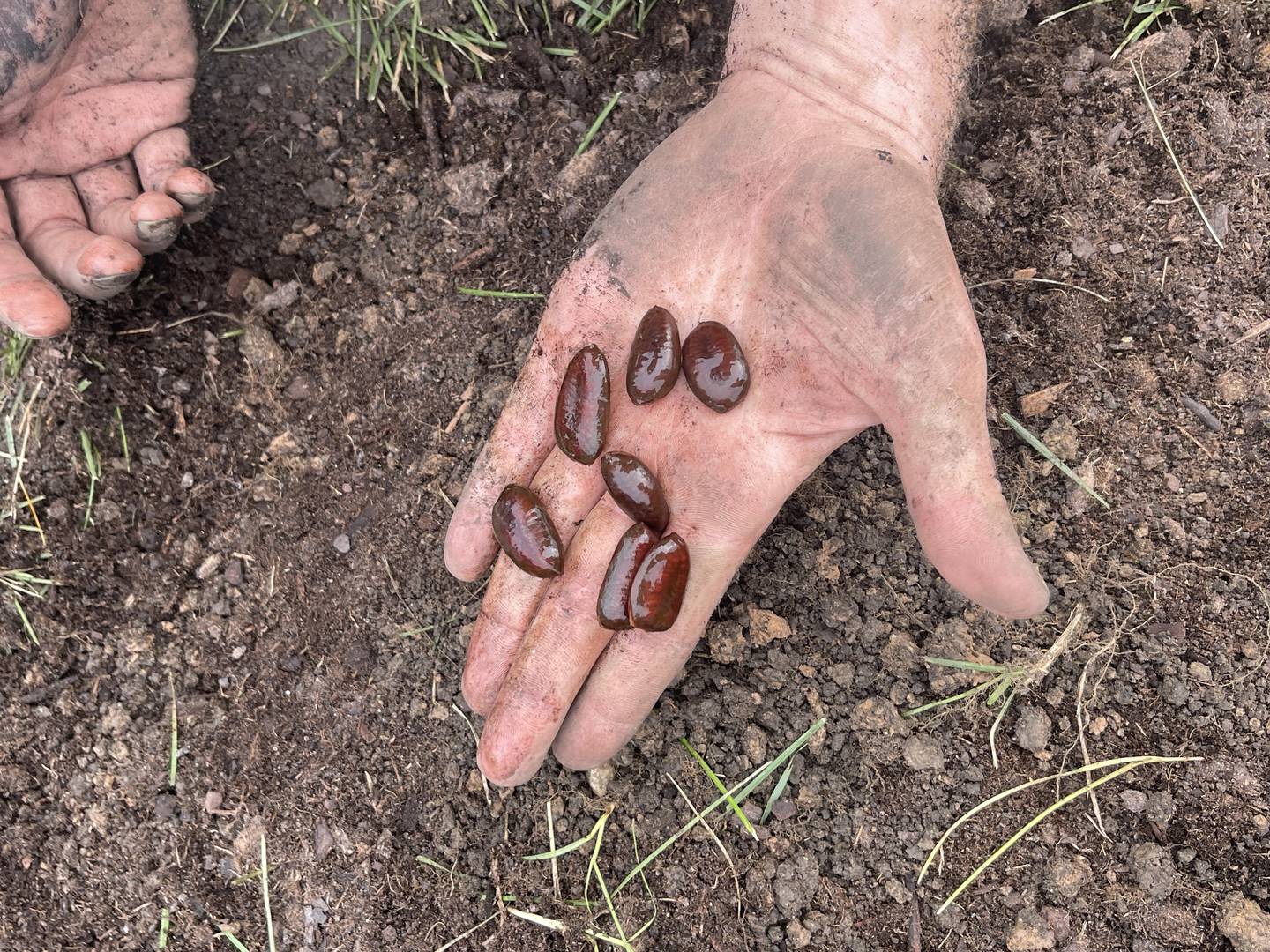 The J.F. Glidden Homestead and Historical Center’s next Soup-er Sunday program will feature a “Growing Pawpaws, Growing Community” presentation by pawpaw expert and Paw Paw, Illinois Pawpaw Festival founder Austin Cliffe