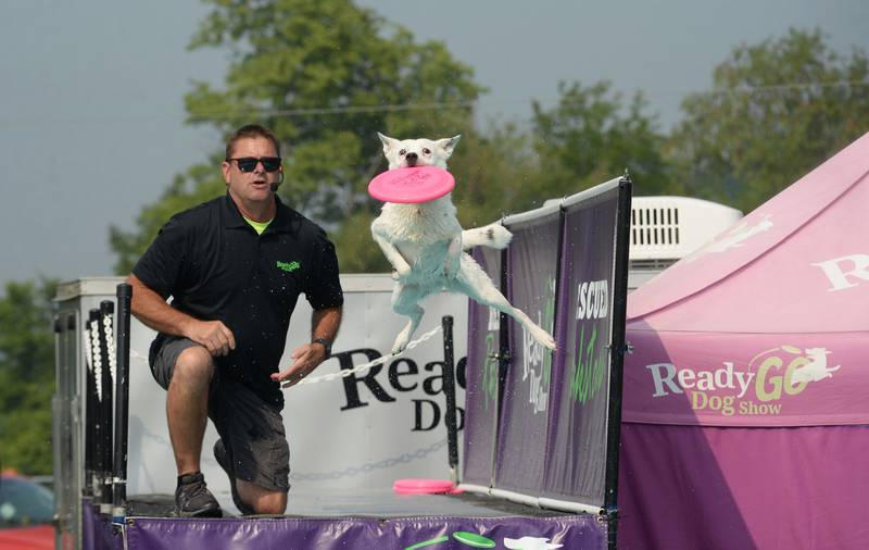 John Casey of the Ready Go Dog Show watches as one of his pups grabs a disc before diving into a pool of water during a performance at the Ogle County Fair on Thursday, July 31, 2025.