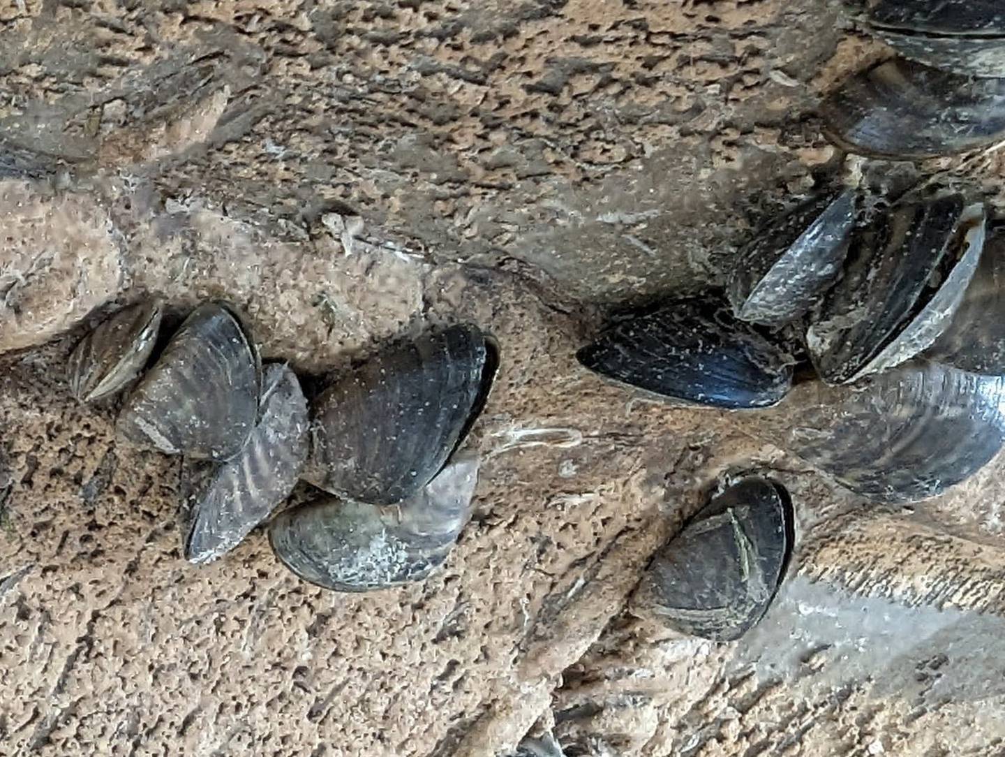 Zebra mussels, native to Europe, hitchhiked to the Great Lakes via ships’ contaminated ballast water. Their microscopic offspring, called veligers, spread easily on boats and other water gear not thoroughly cleaned. This picture was taken along the Fox River in St. Charles.