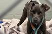 Trio of good Samaritans save runaway dog on Kirk Road in Batavia