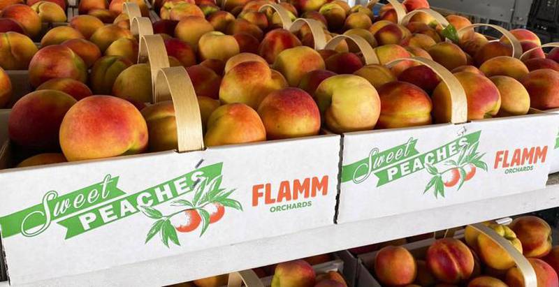 Flamm Orchards in Cobden is expected to have enough peaches to supply the country store there. But the farm’s wholesale peach business was wiped out by a winter freeze this year, with peach losses near 90%.