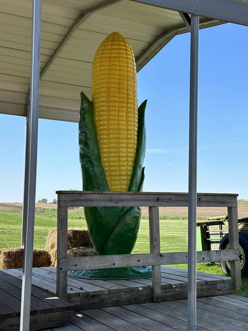 This large cornstalk is over ten feet tall located at Boggios along Illinois Route 71 on Wednesday, April 26, 2023 in Granville.