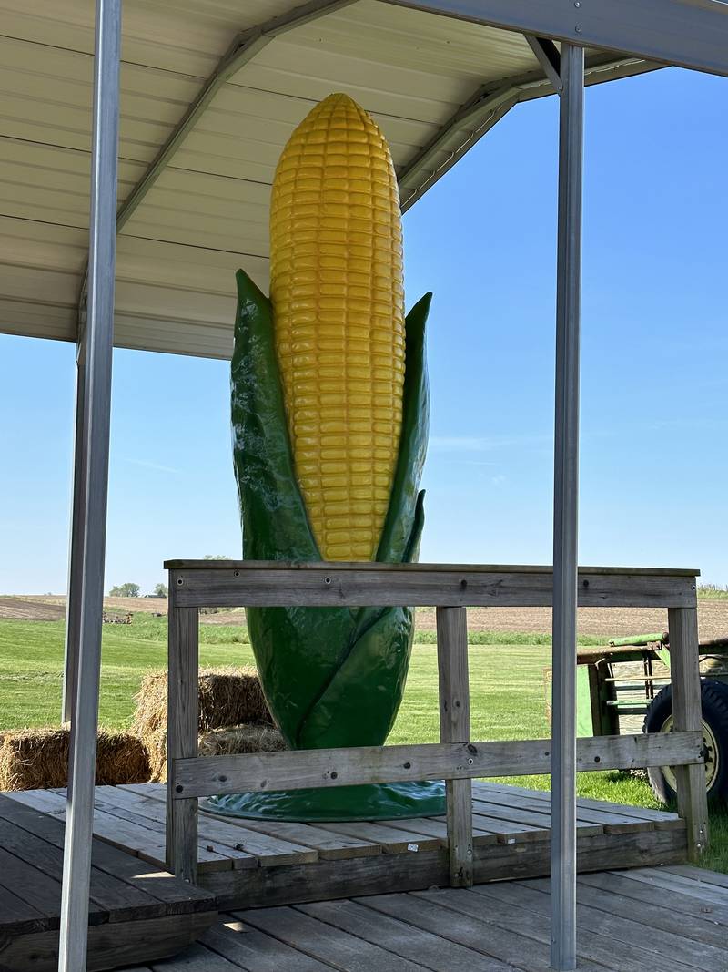 This large cornstalk is over ten feet tall located at Boggios along Illinois Route 71 on Wednesday, April 26, 2023 in Granville.