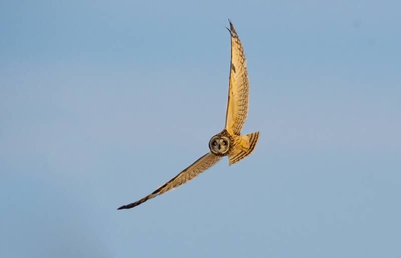 A short-eared owl flies over the Group 63 Trail at Midewin National Tallgrass Prairie. The trail is located near the Iron Bridge Trailhead. Photo by Mark Korosa.