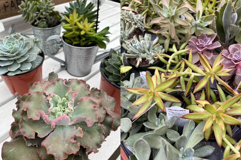 Countryside Flower Shop - Succulents 101: What you need to know