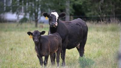 Dairying escape: Cows on the loose in Kane County