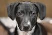 Tails on Tap Bar Crawl to benefit DeKalb County animals in need