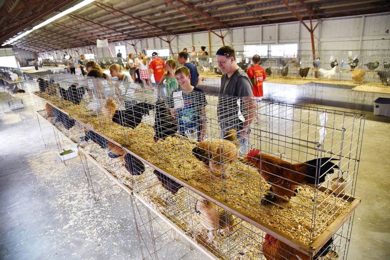 Earlier this year, the Illinois Department of Agriculture put into effect an emergency rule that prohibits the sale or exhibiting of poultry and poultry products at swap meets, exhibitions, flea markets, and auction markets in Illinois to prevent the spread of avian influenza.