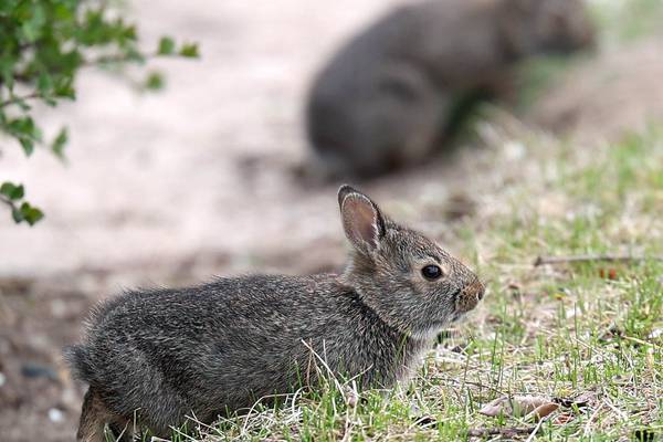 Down the Garden Path: Managing garden pests
